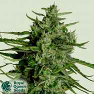 Royal Queen Seeds Titan F1