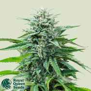 Royal Queen Seeds Trainwreck Auto