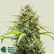 Royal Queen Seeds Triple G Automatic