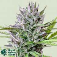 Royal Queen Seeds Triple G