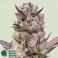 Royal Queen Seeds Tropicana Cookies Purple