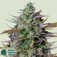 Royal Queen Seeds x TYSON GOAT'lato AUTO