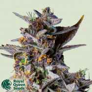 Royal Queen Seeds Watermelon Automatic