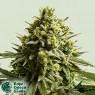 Royal Queen Seeds Wedding Cake