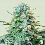 Royal Queen Seeds Wedding Crasher