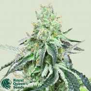 Royal Queen Seeds Wedding Gelato