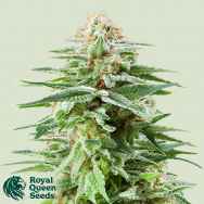 Royal Queen Seeds White Widow