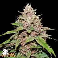 SeedStockers Seeds Forbidden Mochi AUTO