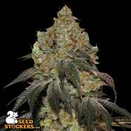 SeedStockers Seeds Frosty Tooth