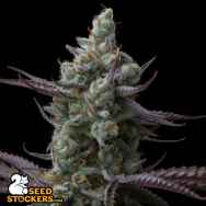 SeedStockers Seeds Sagrada Amnesia