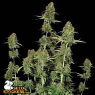 SeedStockers Seeds BCN Power Plant AUTO