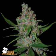 SeedStockers Seeds Gelato 41 Fast