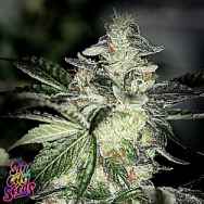 SinCity Seeds Aliens JackD Up