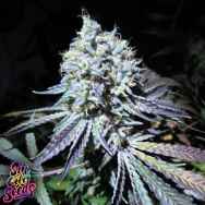 SinCity Seeds Aliens On Moonshine