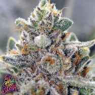 SinCity Seeds Alpine Guava