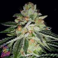 SinCity Seeds Blue Lime Pie