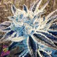 SinCity Seeds Blue Petrol