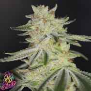 SinCity Seeds BluePower