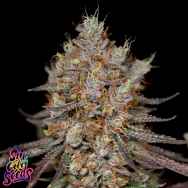 SinCity Seeds Blue Power BX2