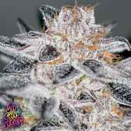 SinCity Seeds Blueberry SinMint