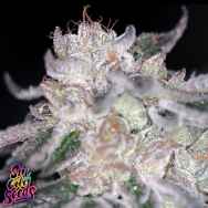 SinCity Seeds Bora Bora