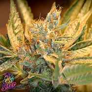 SinCity Seeds Boss's Sister