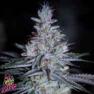 SinCity Seeds Choking Hazard