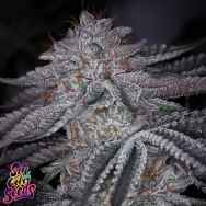 SinCity Seeds Coconut Cloud