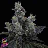 SinCity Seeds Deep Space Lime