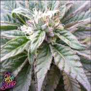 SinCity Seeds Grape Nightmare