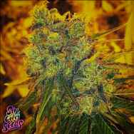 SinCity Seeds HarleSin