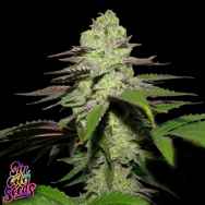 SinCity Seeds Incredible Power