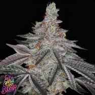 SinCity Seeds Infatuation