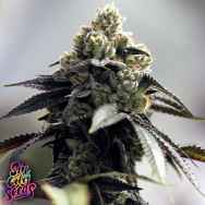 SinCity Seeds Juicy Runtz