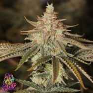 SinCity Seeds Key Lime Pie s1