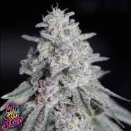 SinCity Seeds Kushmints x Blue Power