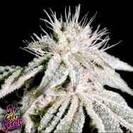 SinCity Seeds LVBK Las Vegas Bubba Kush