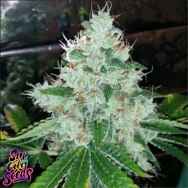 SinCity Seeds Las Vegas Sour Bubba