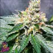 SinCity Seeds Lilac Jack