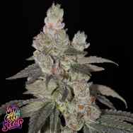 SinCity Seeds Lime Foot