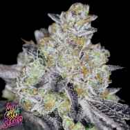 SinCity Seeds Luxor