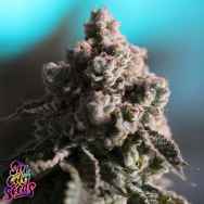 SinCity Seeds Lychee Fritter