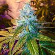 SinCity Seeds Naked City Kush