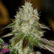 SinCity Seeds Nightmare Line Alien Nightmare