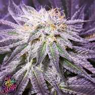 SinCity Seeds Nightmare Cookies