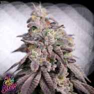 SinCity Seeds Nightmare KushMints