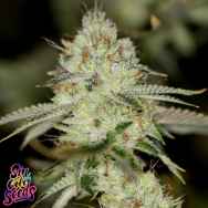 SinCity Seeds Nightmare Line NightFire OG