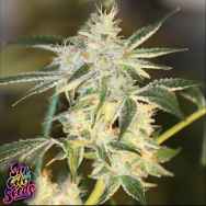 SinCity Seeds Nightmare Line Sour Nightmare Kush