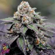 SinCity Seeds Nocturnal Nectar