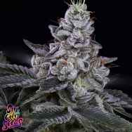 SinCity Seeds Nuclear Power